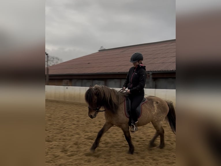 Icelandic Horse Gelding 16 years 13,3 hh Dun in Siek