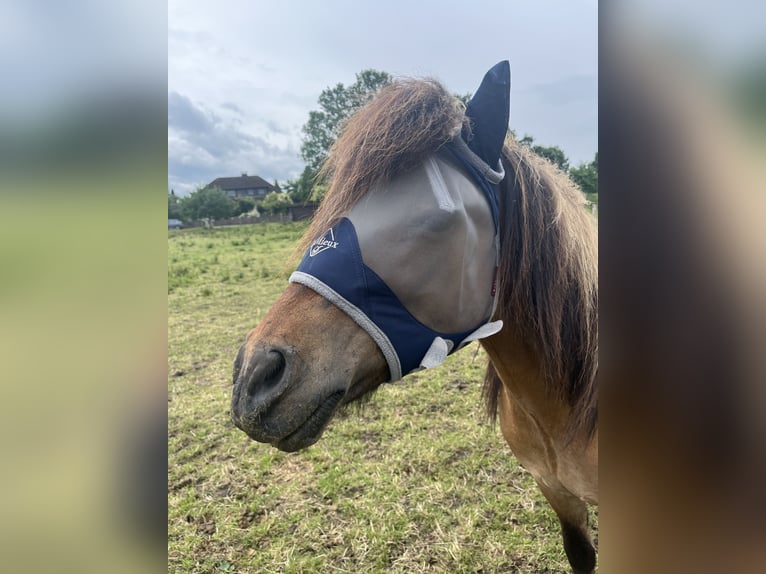 Icelandic Horse Gelding 16 years 13,3 hh Dun in Siek