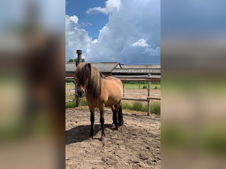 Icelandic Horse Gelding 16 years 13,3 hh Dun in Siek