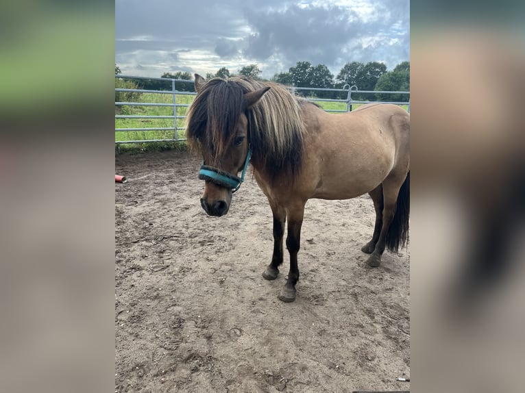 Icelandic Horse Gelding 16 years 13,3 hh Dun in Siek