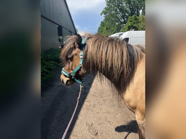 Icelandic Horse Gelding 16 years 13,3 hh Dun in Siek