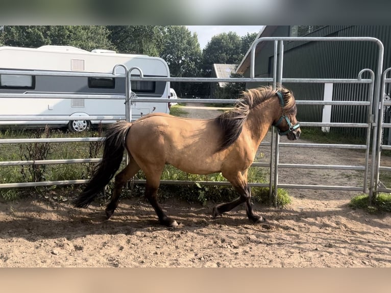 Icelandic Horse Gelding 16 years 13,3 hh Dun in Siek