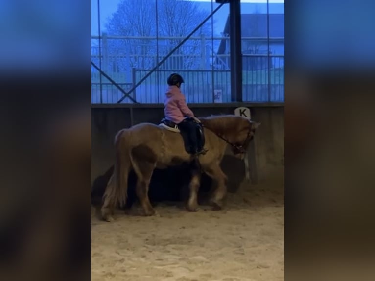 Icelandic Horse Gelding 16 years 14.1 hh Dun in Weyerbusch