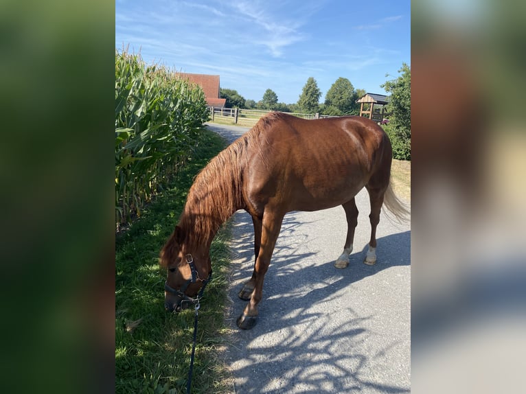 Icelandic Horse Mix Gelding 16 years 14 hh Chestnut-Red in Warendorf
