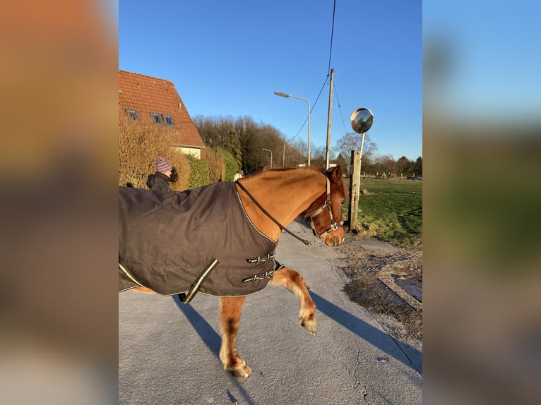 Icelandic Horse Mix Gelding 16 years 14 hh Chestnut-Red in Warendorf