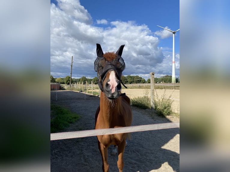 Icelandic Horse Mix Gelding 16 years 14 hh Chestnut-Red in Warendorf