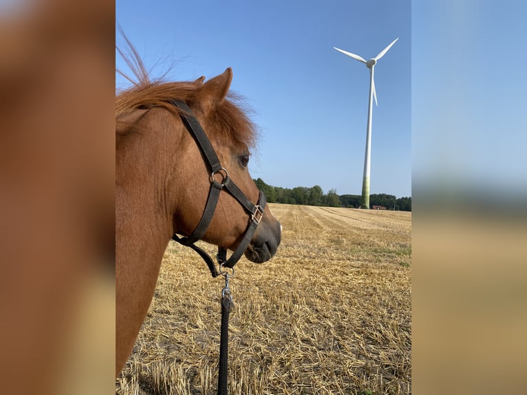 Icelandic Horse Mix Gelding 16 years 14 hh Chestnut-Red in Warendorf