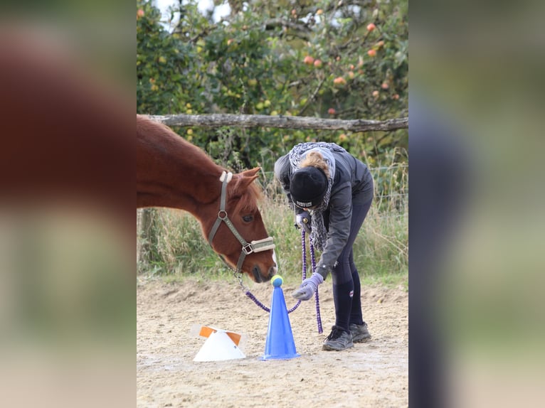 Icelandic Horse Mix Gelding 16 years 14 hh Chestnut-Red in Warendorf