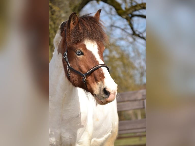 Icelandic Horse Gelding 16 years 14 hh Pinto in Stockach
