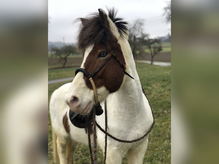 Icelandic Horse Gelding 16 years 14 hh Pinto in Stockach