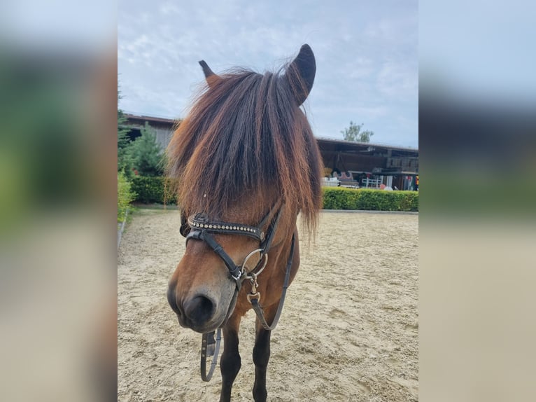 Icelandic Horse Gelding 16 years 14,1 hh Bay-Dark in Dielsdorf