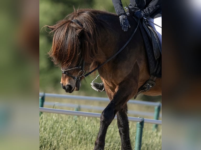 Icelandic Horse Gelding 16 years 14,1 hh Bay-Dark in Dielsdorf