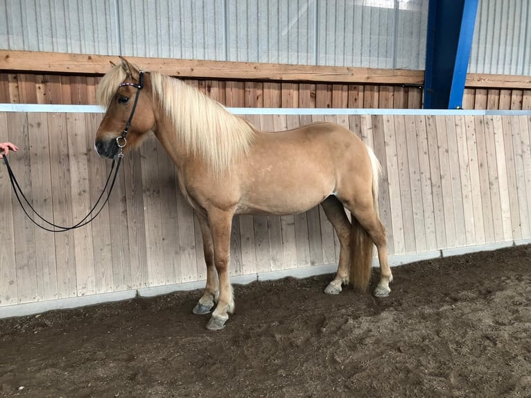 Icelandic Horse Gelding 16 years 14,2 hh Dun in Hohenfelde bei Kiel