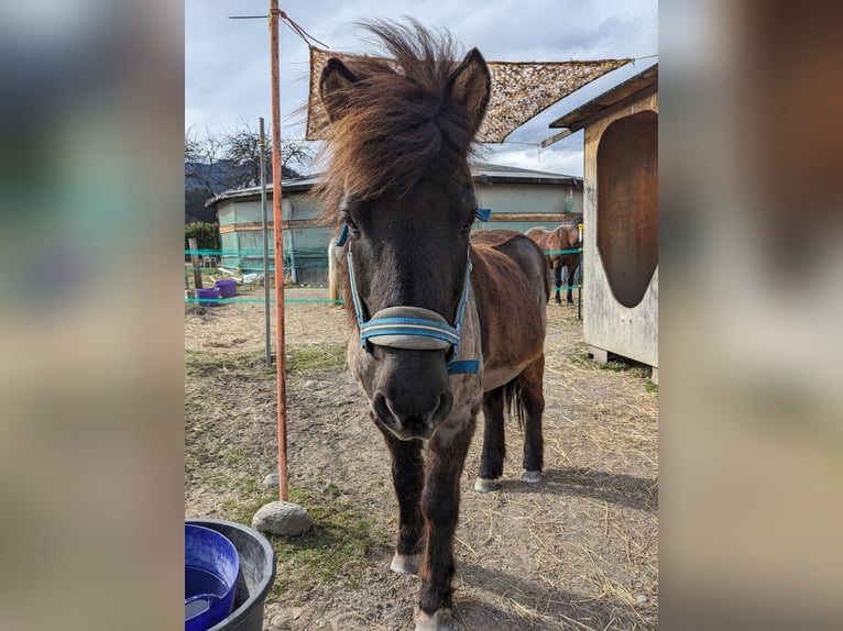 Icelandic Horse Gelding 17 years 13.1 hh Black in Natters