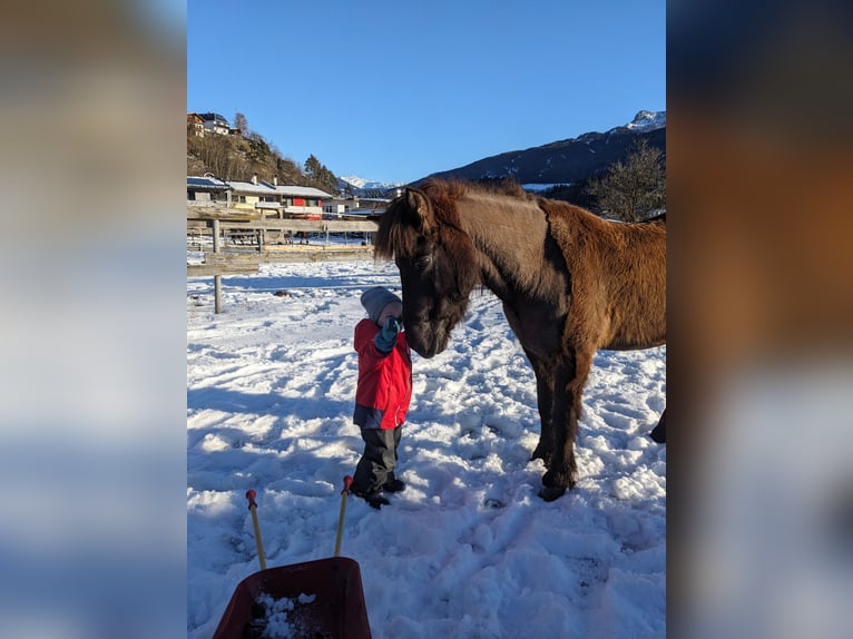 Icelandic Horse Gelding 17 years 13.1 hh Black in Natters