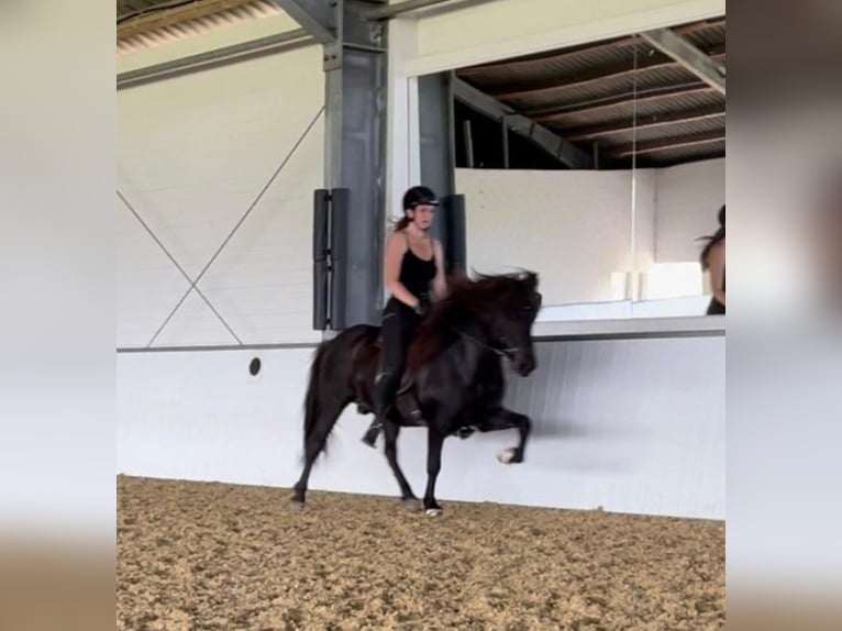 Icelandic Horse Gelding 17 years 13,2 hh Black in Euskirchen