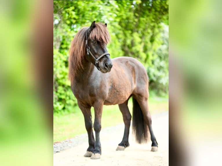 Icelandic Horse Gelding 17 years 13,2 hh Black in Euskirchen