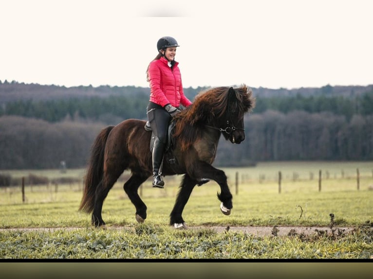 Icelandic Horse Gelding 17 years 13,2 hh Black in Euskirchen