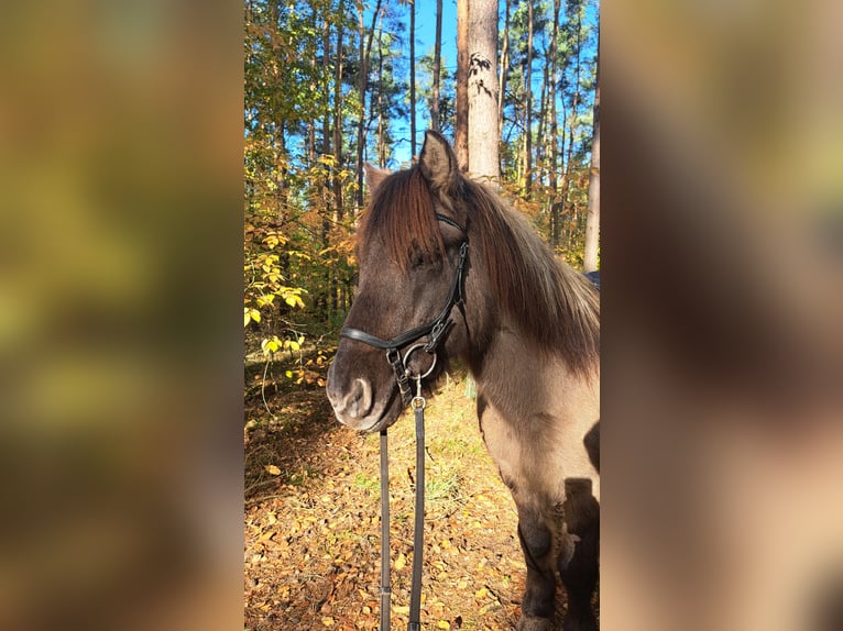 Icelandic Horse Gelding 17 years 13,2 hh Dun in Beelitz