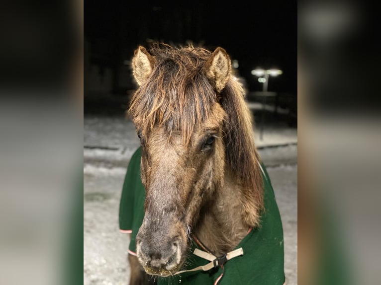 Icelandic Horse Gelding 17 years 13,2 hh Dun in Beelitz