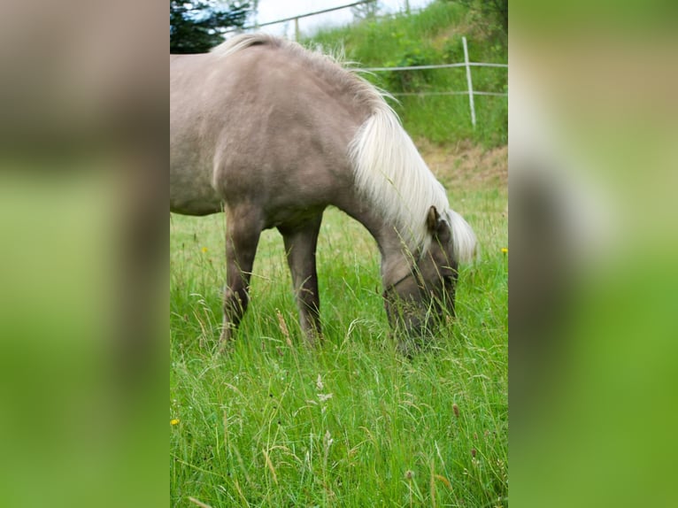 Icelandic Horse Gelding 17 years 13.2 hh Grey-Dapple in Schloss Rosenau