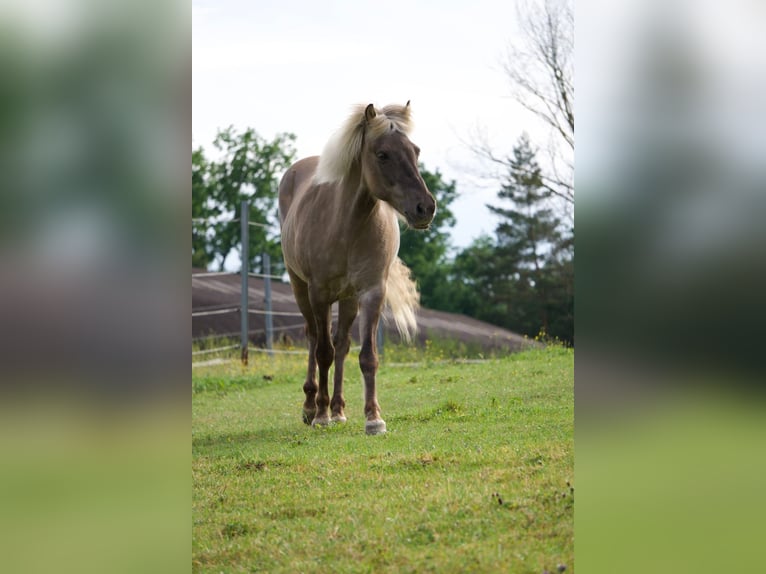 Icelandic Horse Gelding 17 years 13.2 hh Grey-Dapple in Schloss Rosenau