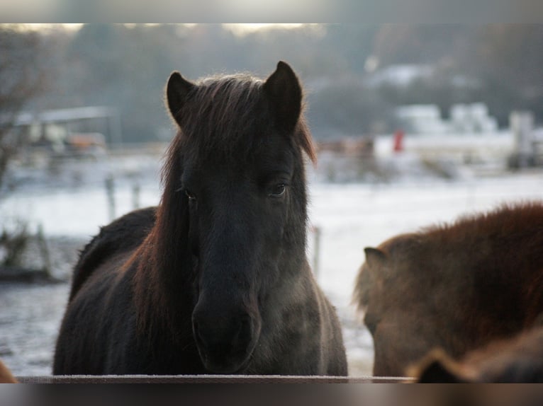 Icelandic Horse Gelding 17 years 13,2 hh Smoky-Black in Hagen