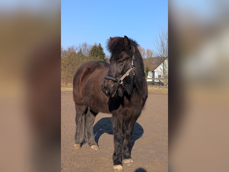 Icelandic Horse Gelding 17 years 13,2 hh Smoky-Black in Hagen