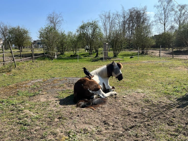 Icelandic Horse Gelding 17 years 13,1 hh Grey-Dark-Tan in K&#xF6;ln