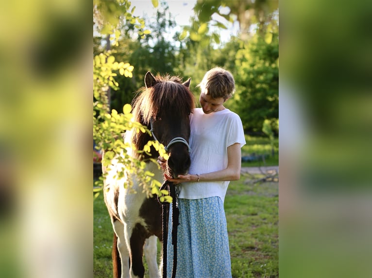 Icelandic Horse Gelding 17 years 13,1 hh Grey-Dark-Tan in K&#xF6;ln