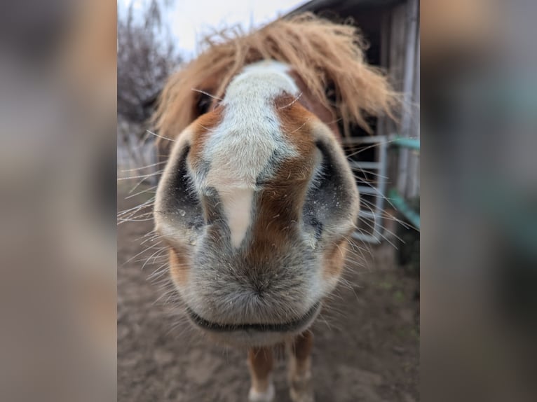 Icelandic Horse Gelding 17 years 13,2 hh Chestnut in Langerwisch (Michendorf)