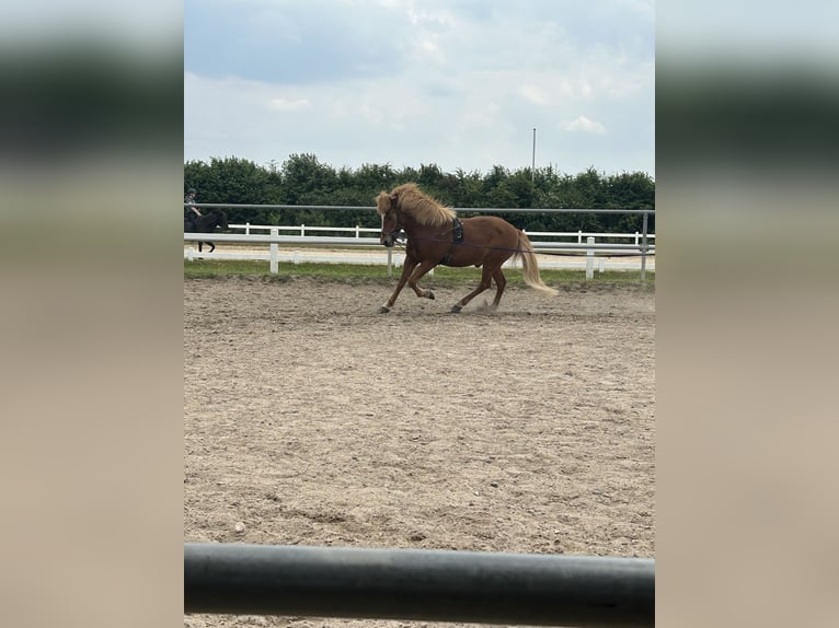 Icelandic Horse Gelding 17 years 13,2 hh Chestnut-Red in Appel Icelandic Horse Gelding 17 years 13,2 hh Chestnut-Red in Appel