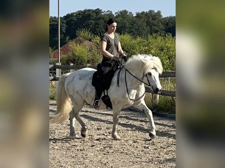 Icelandic Horse Gelding 17 years 14.1 hh Grey in Gifhorn