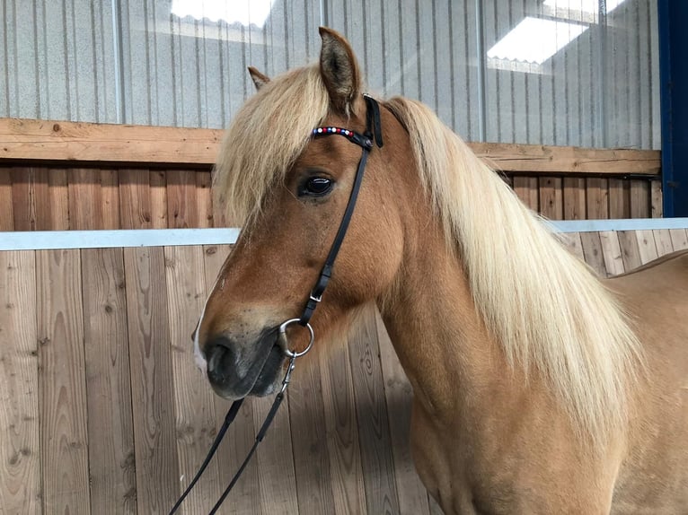 Icelandic Horse Gelding 17 years 14.2 hh Dun in Hohenfelde bei Kiel