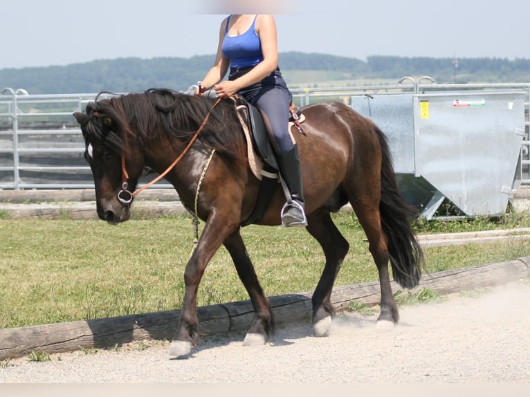 Icelandic Horse Gelding 17 years 14 hh Black in Althütte