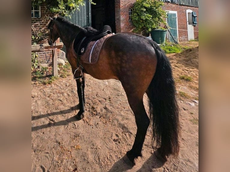 Icelandic Horse Gelding 17 years 14,2 hh Brown in Kisdorf