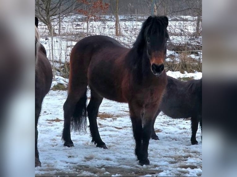 Icelandic Horse Gelding 17 years 14,2 hh Brown in Kisdorf