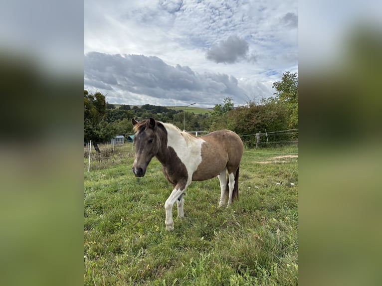 Icelandic Horse Mix Gelding 18 years 11,2 hh Pinto in Brombachtal