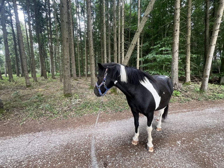 Icelandic Horse Mix Gelding 18 years 12.1 hh Pinto in Gräfenberg