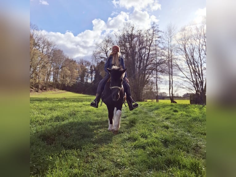 Icelandic Horse Mix Gelding 18 years 12.1 hh Pinto in Gräfenberg