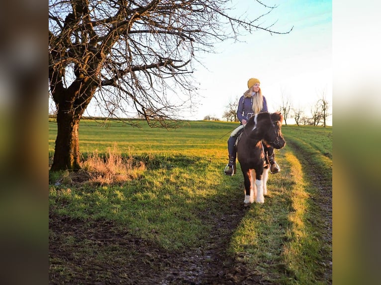 Icelandic Horse Mix Gelding 18 years 12.1 hh Pinto in Gräfenberg
