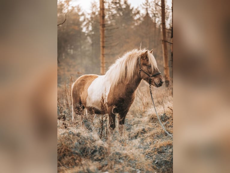 Icelandic Horse Gelding 18 years 13.1 hh Pinto in Siegen