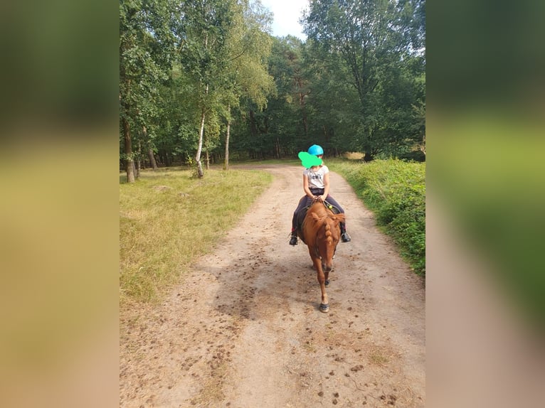 Icelandic Horse Gelding 18 years 13.2 hh Chestnut-Red in Böhme