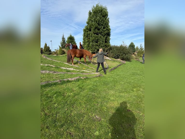 Icelandic Horse Gelding 18 years 13.2 hh Chestnut-Red in Böhme