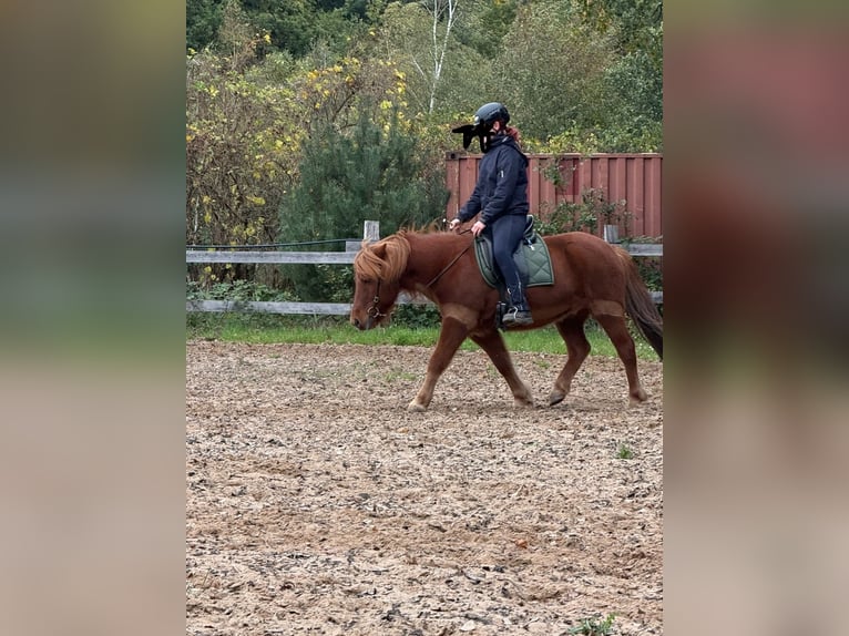 Icelandic Horse Gelding 18 years 13.2 hh Chestnut-Red in Böhme