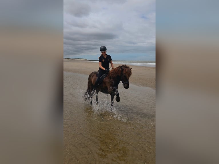 Icelandic Horse Gelding 18 years 13.2 hh  in Euskirchen