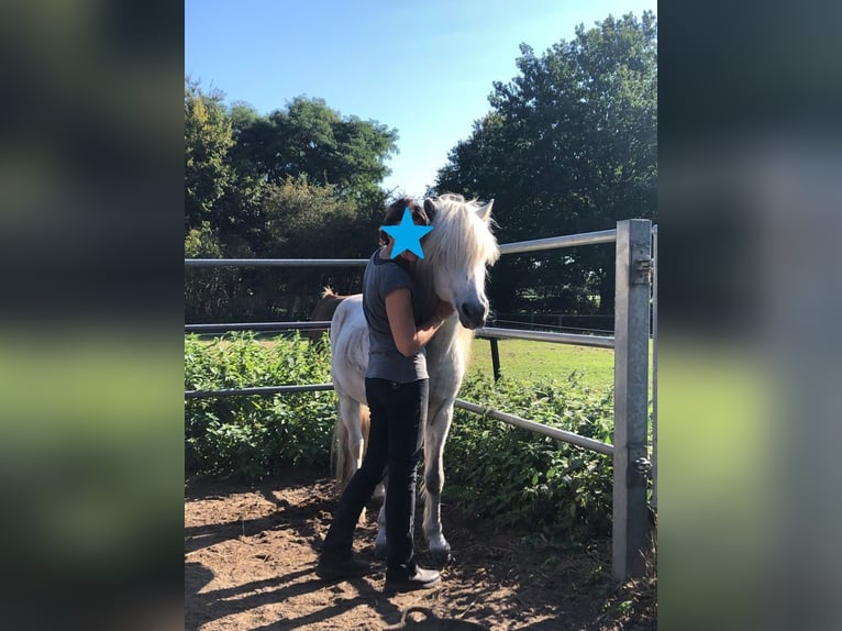 Icelandic Horse Gelding 18 years 13 hh Gray in Hamburg