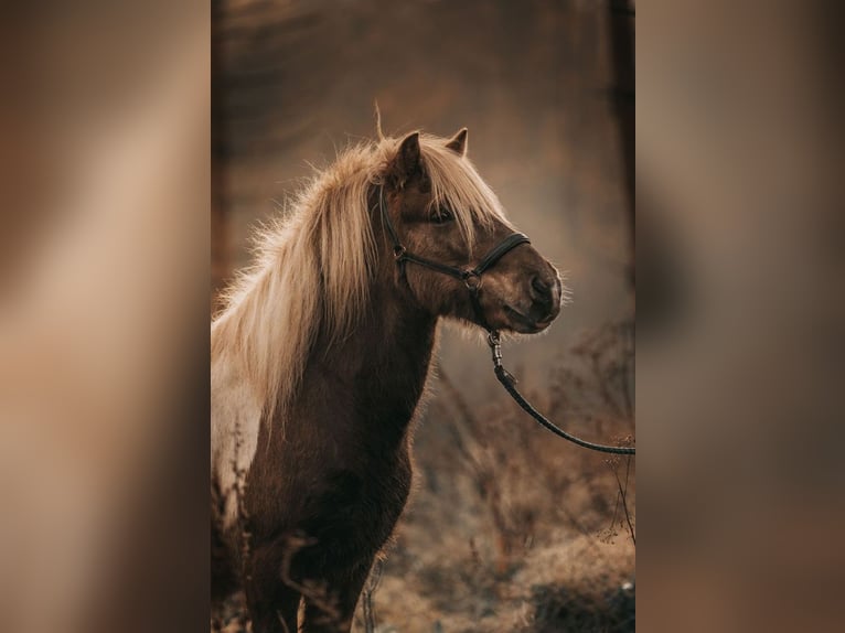Icelandic Horse Gelding 18 years 13,1 hh Pinto in Siegen
