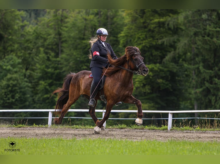 Icelandic Horse Gelding 18 years 14,1 hh Black in Gänserndorf