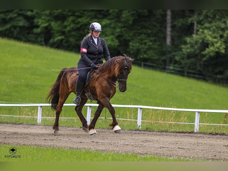 Icelandic Horse Gelding 18 years 14,1 hh Black in Gänserndorf